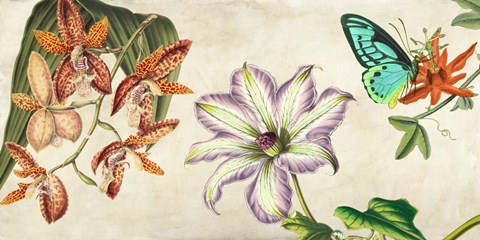 Framed Panneau Botanique I Print