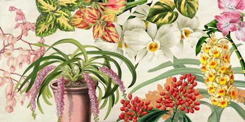 Framed Panneau Botanique IV Print