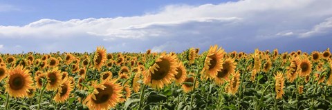 Framed Girasoli in Val D&#39;Orcia Print