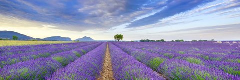 Framed Lavender Field, France Print