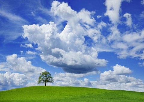 Framed Oak and clouds, Bavaria, Germany Print