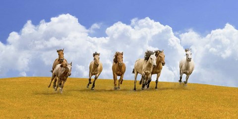 Framed Herd of Wild Horses Print