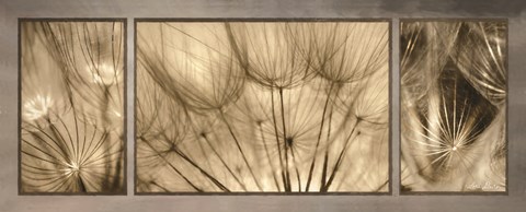 Framed Goatsbeard Trio Print