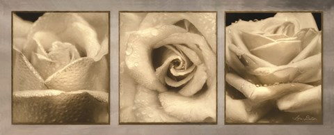 Framed Rose Trio Print