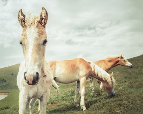 Framed Three Buddies Print