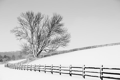 Framed Along the Lane II Print