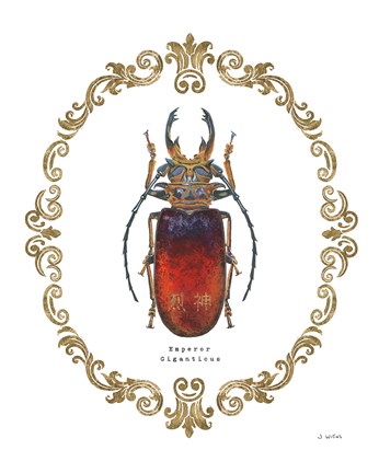 Framed Adorning Coleoptera I Print