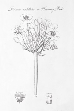 Framed Botany Book VII Print