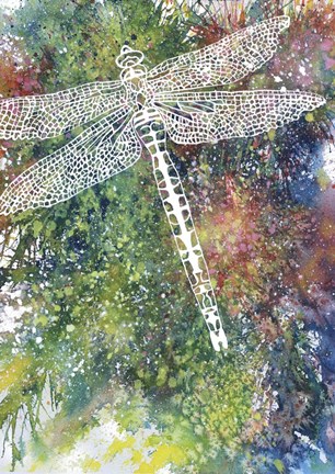 Framed Dragonfly Print