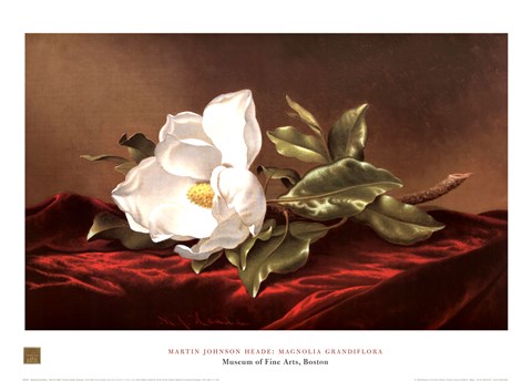 Framed Magnolia Grandiflora Print