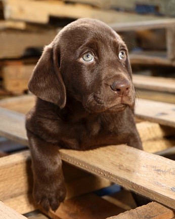 Framed Bryce Puppy Print