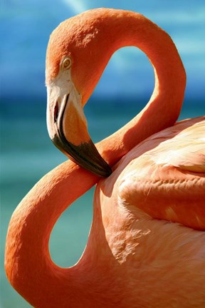 Framed Flamingo Print