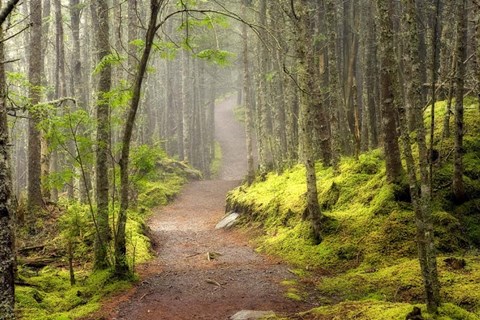 Framed Lubec Path Print