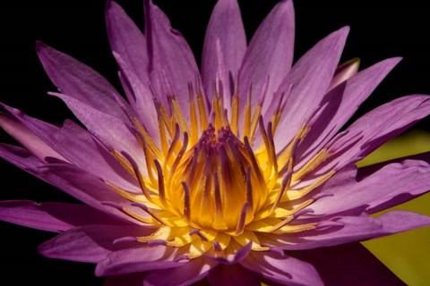 Framed Fairchild Gardens Lily Print