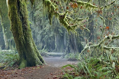 Framed Olympic NP Trail Print