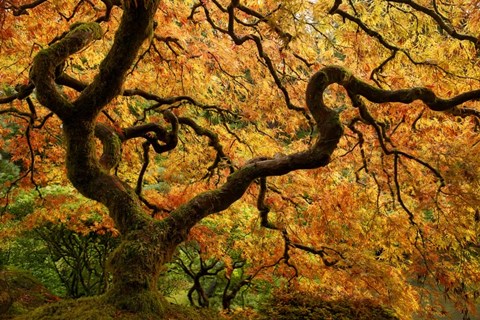 Framed Portland Japanese Garden Print