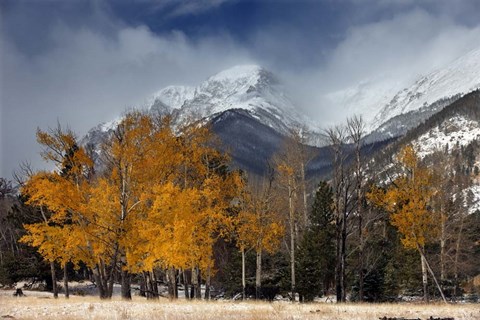 Framed RMNP Aspens and Storm Clouds Print