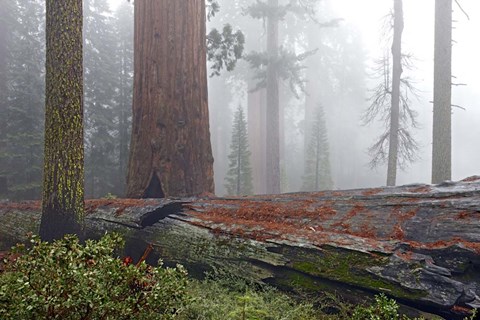 Framed Sequoia Fallen Giant Print
