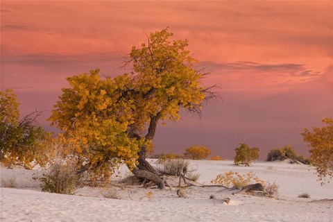 Framed White Sands Yellow Tree Print