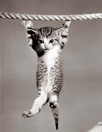 Framed 1950s Little Kitten Hanging From Rope Print