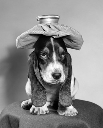 Framed Bassett Hound Dog With Ice Pack On Head Print