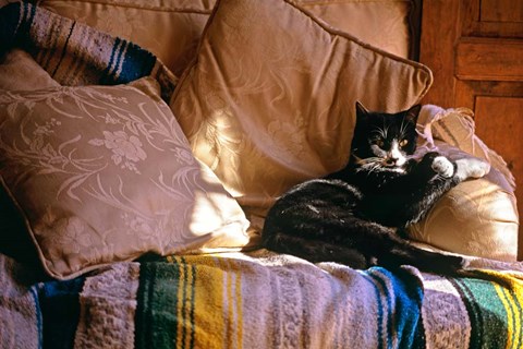 Framed Tuxedo Cat Sitting On Sofa Print