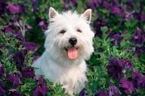 Framed West Highland Terrier Sitting In Petunias Print