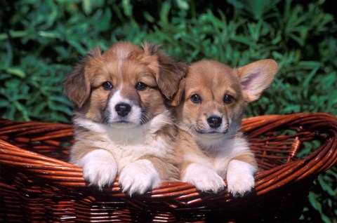 Framed Two Welsh Corgi Puppies In Basket Print