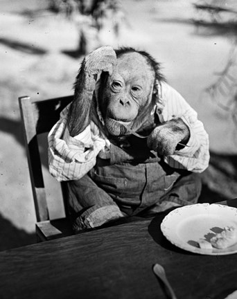 Framed 1930s Very Old Chimpanzee Print