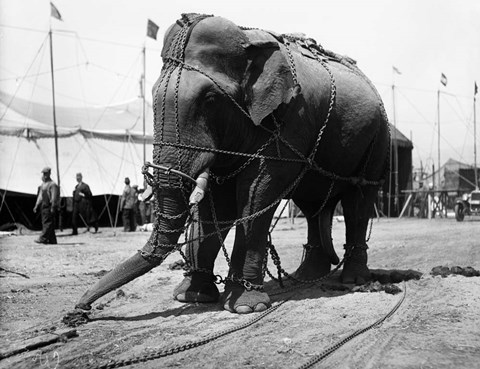 Framed 1930s Circus Elephant Draped In Chains Print