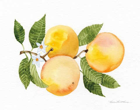 Framed Citrus Garden III Print