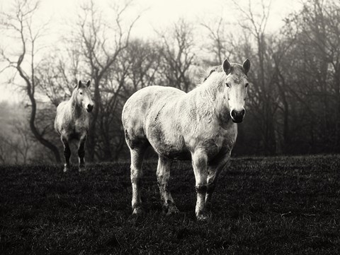 Framed Leading the Way Print