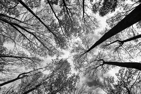 Framed Looking Up I BW Print