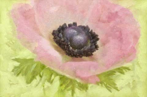 Framed Anemone Pink and Lime Print