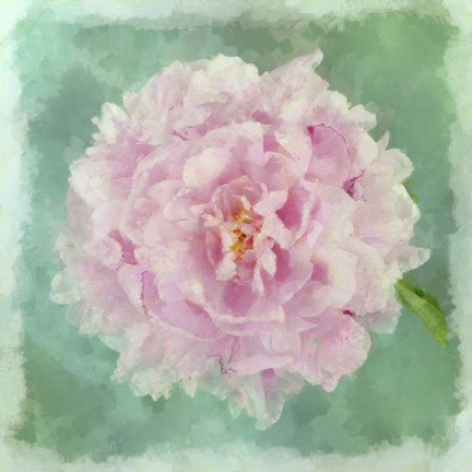 Framed Peony Pink Print