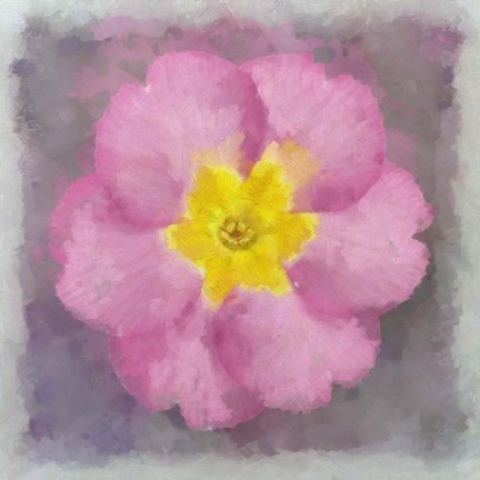 Framed Primrose Pink Print