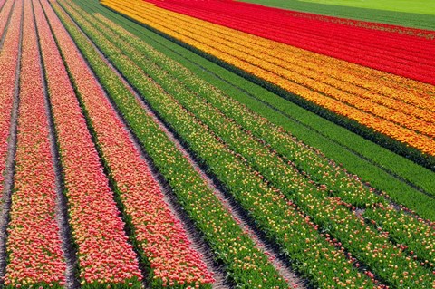 Framed Tulip Field In Orang, Red And Green Print
