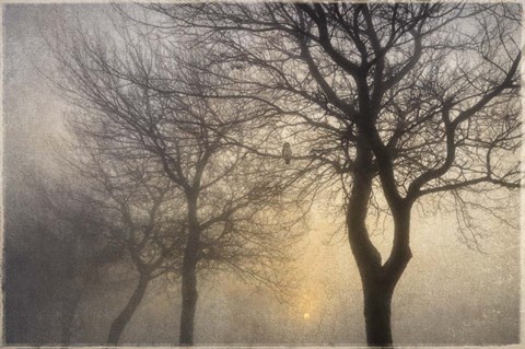 Framed Mystic Trees with Owl Print