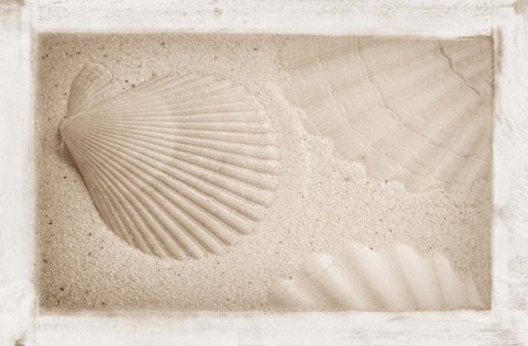 Framed White Shells and Sand Print