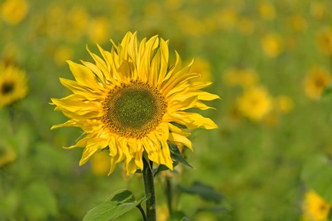 Framed Sunflower Print