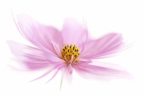 Framed Dancing Flower Pink Cosmos Print
