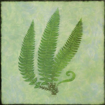 Framed Fern Series Vintage II Print