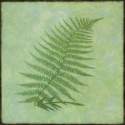 Framed Fern Series Vintage III Print