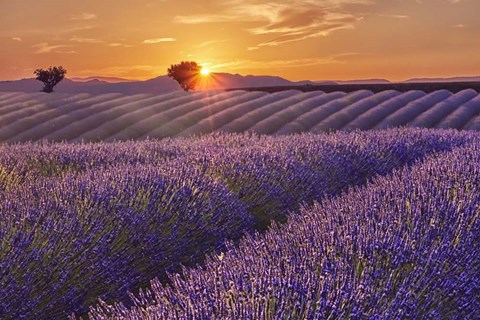 Framed Lavender Field at Sunset Print