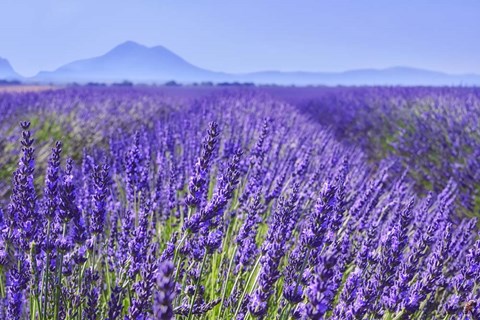 Framed Lavender Field Close Up Print