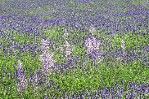 Framed Lavender Fields with Clary Sage Print