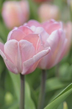 Framed Tulip Flower Baronesse Print