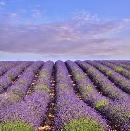 Framed Lavender Hill Print