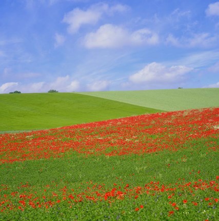 Framed Poppy Field Print