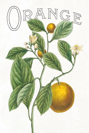 Framed Classic Citrus VI v2 Print
